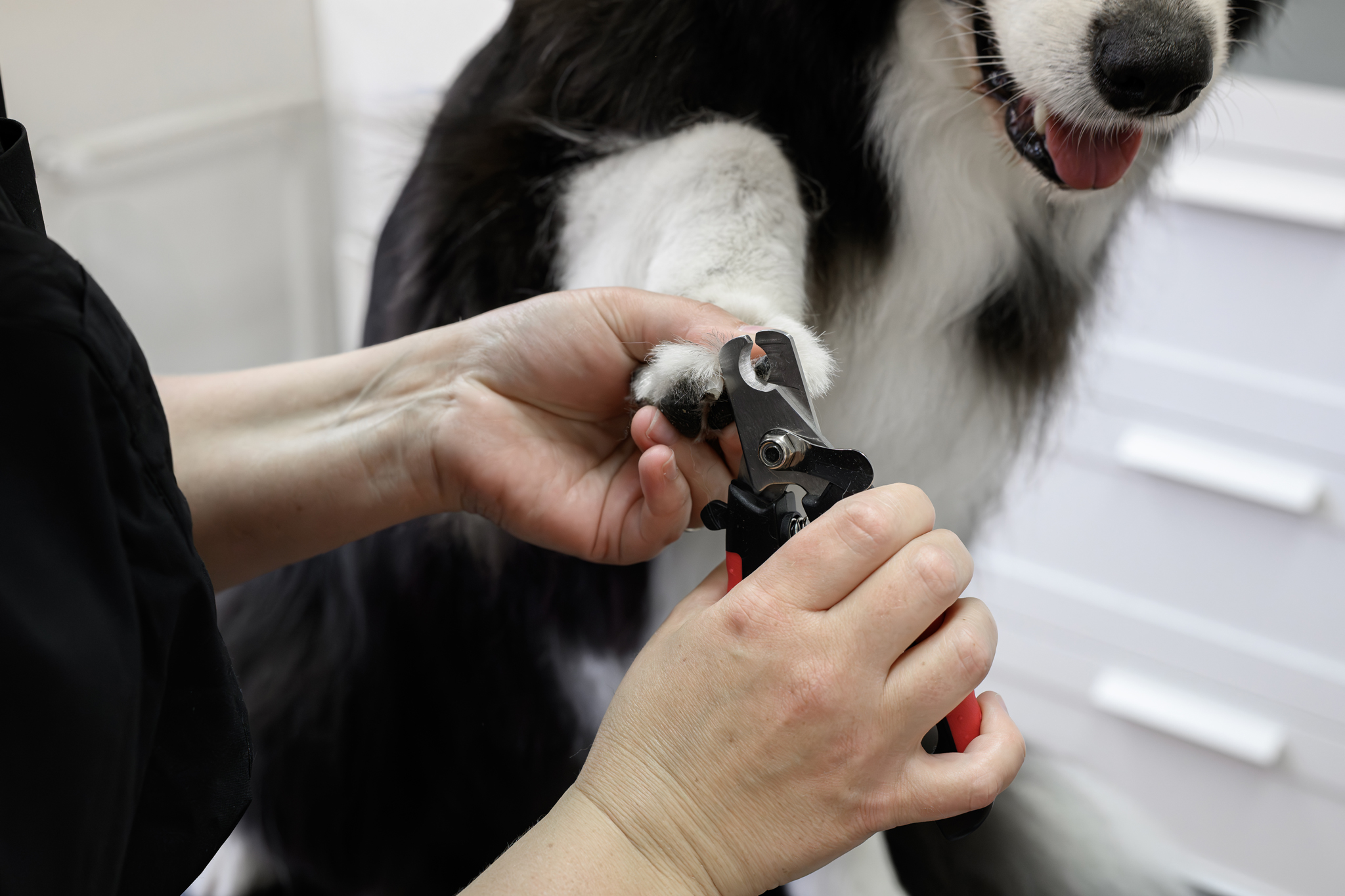 Spokojený pejsek po stříhání