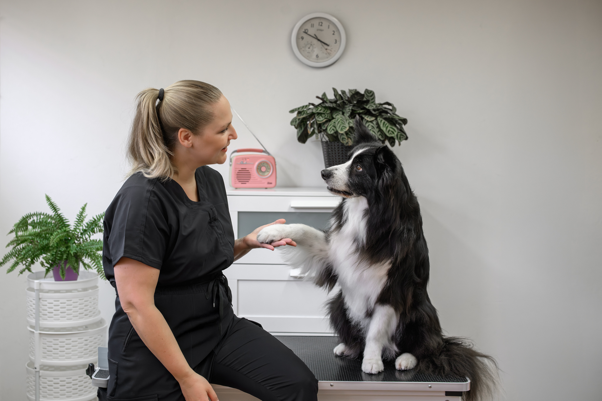 Krásně upravený pejsek