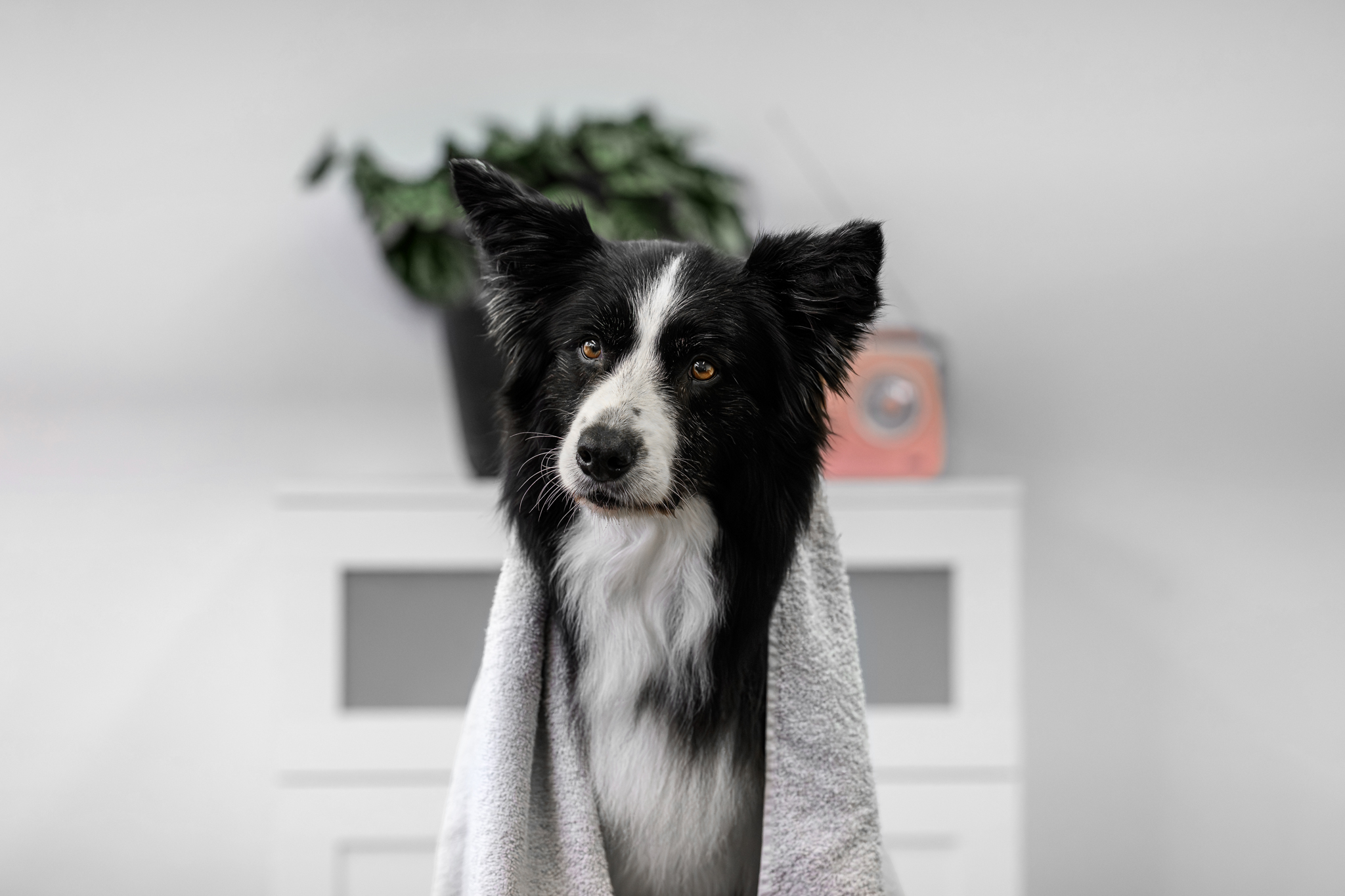 Upravený pejsek v salonu